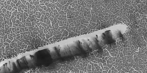 Defrosting surface, as seen by HiRISE under HiWish program. Frost is disappearing in patches from a dune.  The trough boundaries around the polygon shapes still contain frost; hence they are white.  Note: the north side (side near top) has not defrosted because the sun is coming from the other side.