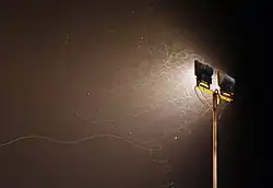 Many insects fly towards a work light.