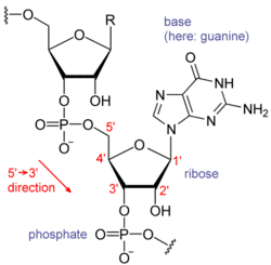 Chemical diagram of a part of RNA.  Ribose sugars are connected by phosphate groups.  One base is shown.