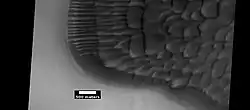 Close-up of dunes in a crater, as seen by HiRISE under HiWish program.  Note: this is an enlargement of the previous image.