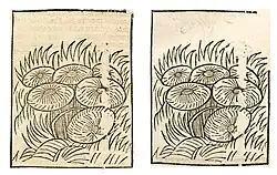 Agaricus campestris. Left: Hortus Sanitatis, Straßburg 1497 (I, 203). Right: Kleines Destillierbuch (Blatt 42v)