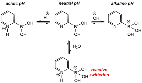 Scheme for the speciation of 2-pyridine boronic acid in aqueous solution