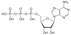 ATP in its protonated form is an anhydride derived from phosphoric acid.