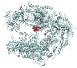Ribbon diagram of RNA polymerase II molecule showing central binding site of alpha-amanitin molecule
