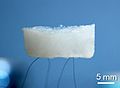 An aerogel held up by hair. (Scientific Reports)