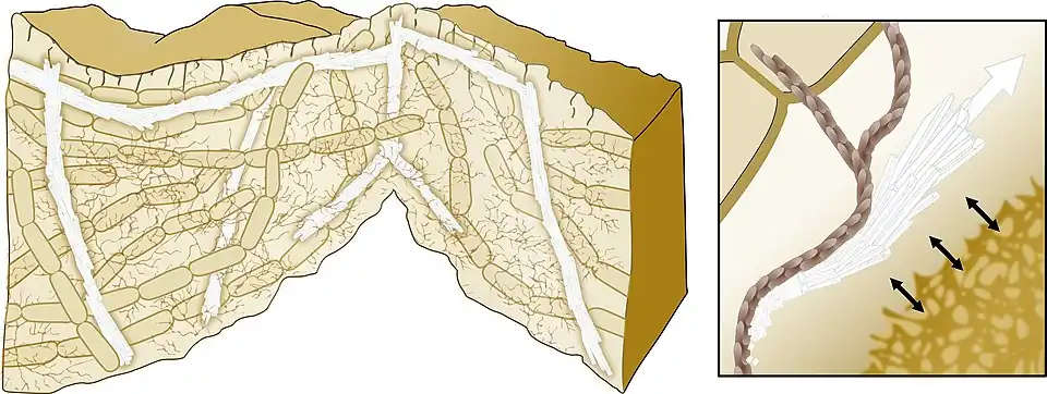 Model for biomineralization-mediated scaffoldingof bacterial biofilms A directed growth of the calcium carbonate crystals allows mechanical support of the 3D structure. The bacterial extracellular matrix (brown) promotes the crystals' growth in specific directions.