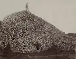 Des milliers de crânes forment grossièrement une pyramide. Au pied de celle-ci se tient debout un homme qui pose un pied sur le crâne d'un animal. Un autre homme se tient debout au sommet de la pyramide tout en tenant dans sa main un crâne d'animal.