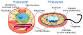 Cell types: eukaryotic cell (left) and prokaryotic cell (right)