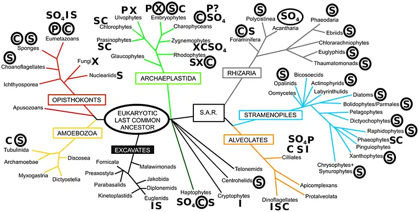 Diversity of biomineralization across the eukaryotes The phylogeny shown in this diagram is based on Adl et al. (2012), with major eukaryotic supergroups named in boxes. Letters next to taxon names denote the presence of biomineralization, with circled letters indicating the prominent and widespread use of that biomineral. S, silica; C, calcium carbonate; P, calcium phosphate; I, iron (magnetite/goethite); X, calcium oxalate; SO4, sulfates (calcium/barium/strontium), ? denotes uncertainty in the report.