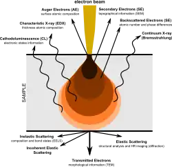 Pictorial diagram showing signals generated when an electron beam interacts with a sample of matter.  At the top, the primary electron beam impinges on the sample.  Various types of emissions are shown in order of increasing penetration depth of the beam.  Near the top are Auger Electrons, followed by Secondary Electrons, then Backscattered Electrons, all emerging in the general direction towards the impinging beam.  Next are four types of radiation (shown with wavy arrows): Characteristic X-rays, Continuum X-rays, Cathodo-luminescence, and Fluorescent X-rays.  The later two are shown as being emitted from the same depth.  Finally, shown having passed through the body of the sample are, in increasing order of angular displacement from the beam axis, Transmitted Electrons, Diffracted Electrons, and Scattered Elections.