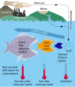 Mercury cycle