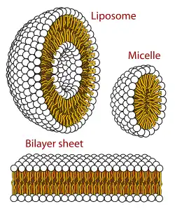 Cross section view of the structures that can be formed by phospholipids.  They can form a micelle and are vital in forming cell membranes