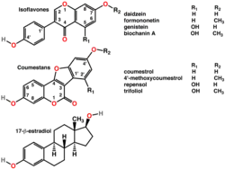 Polyphenols include phytoestrogens (top and middle)