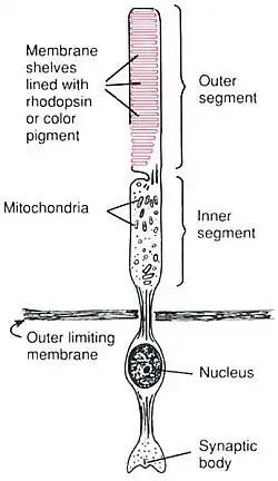 Anatomy of a Rod CellHuman Physiology and Mechanisms of Disease by Arthur C. Guyton (1992) .mw-parser-output cite.citation{font-style:inherit;word-wrap:break-word}.mw-parser-output .citation q{quotes:"\"""\"""'""'"}.mw-parser-output .citation:target{background-color:rgba(0,127,255,0.133)}.mw-parser-output .id-lock-free.id-lock-free a{background:url("//upload.wikimedia.org/wikipedia/commons/6/65/Lock-green.svg")right 0.1em center/9px no-repeat}.mw-parser-output .id-lock-limited.id-lock-limited a,.mw-parser-output .id-lock-registration.id-lock-registration a{background:url("//upload.wikimedia.org/wikipedia/commons/d/d6/Lock-gray-alt-2.svg")right 0.1em center/9px no-repeat}.mw-parser-output .id-lock-subscription.id-lock-subscription a{background:url("//upload.wikimedia.org/wikipedia/commons/a/aa/Lock-red-alt-2.svg")right 0.1em center/9px no-repeat}.mw-parser-output .cs1-ws-icon a{background:url("//upload.wikimedia.org/wikipedia/commons/4/4c/Wikisource-logo.svg")right 0.1em center/12px no-repeat}body:not(.skin-timeless):not(.skin-minerva) .mw-parser-output .id-lock-free a,body:not(.skin-timeless):not(.skin-minerva) .mw-parser-output .id-lock-limited a,body:not(.skin-timeless):not(.skin-minerva) .mw-parser-output .id-lock-registration a,body:not(.skin-timeless):not(.skin-minerva) .mw-parser-output .id-lock-subscription a,body:not(.skin-timeless):not(.skin-minerva) .mw-parser-output .cs1-ws-icon a{background-size:contain;padding:0 1em 0 0}.mw-parser-output .cs1-code{color:inherit;background:inherit;border:none;padding:inherit}.mw-parser-output .cs1-hidden-error{display:none;color:var(--color-error,#d33)}.mw-parser-output .cs1-visible-error{color:var(--color-error,#d33)}.mw-parser-output .cs1-maint{display:none;color:#085;margin-left:0.3em}.mw-parser-output .cs1-kern-left{padding-left:0.2em}.mw-parser-output .cs1-kern-right{padding-right:0.2em}.mw-parser-output .citation .mw-selflink{font-weight:inherit}@media screen{.mw-parser-output .cs1-format{font-size:95%}html.skin-theme-clientpref-night .mw-parser-output .cs1-maint{color:#18911f}}@media screen and (prefers-color-scheme:dark){html.skin-theme-clientpref-os .mw-parser-output .cs1-maint{color:#18911f}}ISBN&nbsp;0-7216-3299-8 p. 373