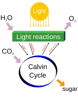A diagram of photosynthesis processes, including income of water and carbon dioxide, illumination and release of oxygen. Reactions produce ATP and NADPH in a Calvin cycle with a sugar as a by product.