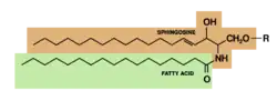 Sphingolipid
