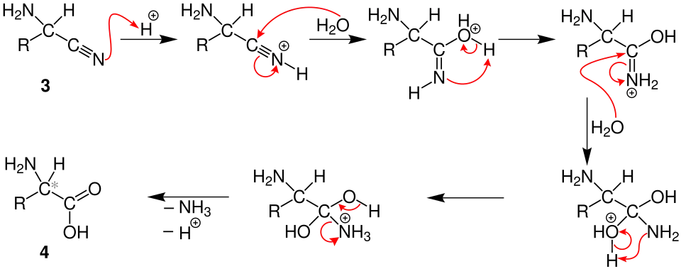 Mechanism of the Strecker synthesis