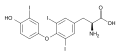 Triiodothyronine (T3), another thyroid hormone.