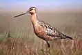 Bar-tailed godwit