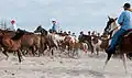 Saltwater cowboys round up ponies on Assateague and herd them down the beach at sunrise.
