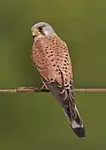 Kestrel.