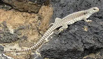 A desert iguana sunning on a rock