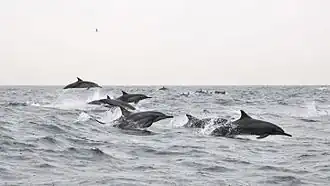 Spinner dolphins leaping in the Persian Gulf
