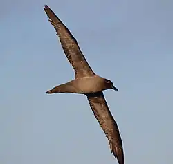 Seabird (light-mantled sooty albatross) flying over the Drake Passage