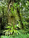 Epiphytes (bromeliads, climbing palms) in the rainforest of Dominica.