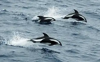 Hourglass dolphins leaping in the Passage
