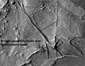 Huo Hsing Vallis Ridges, as seen by HiRISE.  Ridges may be caused by water moving along faults.