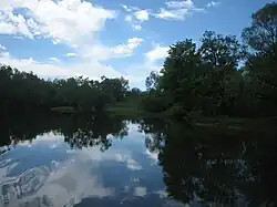 Trees over water