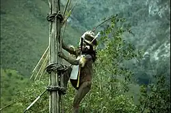 Yali Mabel, Anemaugi Village War Chief climbing kayo (traditional watchtower) at Baliem Valley in Highland Papua