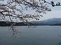 Manno Lake and Cherry blossoms