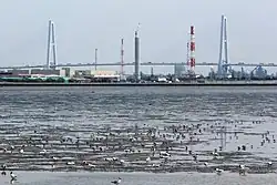 Flocks of black-headed gull and dunlin