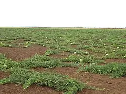 A water melon field in Bykovsky District