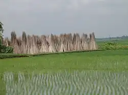 Brown jute sticks stacked in groups with small green saplings of rice in the foreground