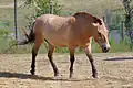 Przewalski's horse