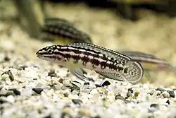 Lamprologini (E): Julidochromis marlieri is popular in the aquarium trade where members of the genus are known as "Julies"