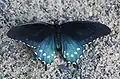 Pipevine swallowtail