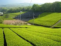 Japanese tea plantation