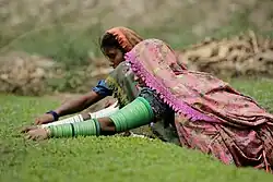 Thari women working on fields