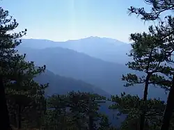 The Zambales Mountains is known for having pine trees, Pinus merkusii.