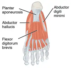 The bottom-most or first layer of muscles in the human foot include the flexor digitorum brevis.