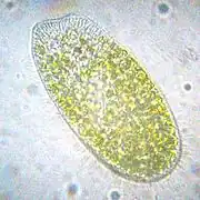 A Paramecium bursaria about 100&nbsp;μm long