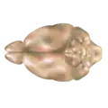 Mouse brain, dorsal view