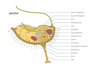 Diagram of a Jakobid showing the internal structure