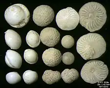 Foraminifera of Pag Island, Adriatic Sea -60 m, field width 5.5&nbsp;mm