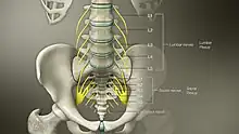 3D Medical Animation still shot of Lumbosacral Plexus
