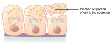 Apocrine secretion